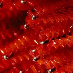 Mega-Volume Lash Monthly Membership